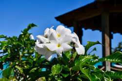 Turks & Caicos Flowers 2