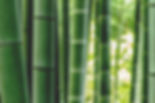 BAMBOO YOGA