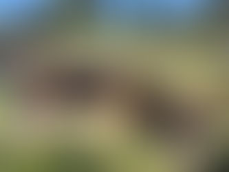 Blühende Dachbegrünung mit extensiver Bepflanzung auf alternativem Wohnhaus