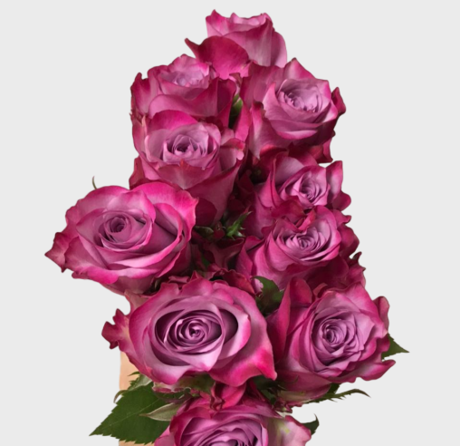 थंबनेल: Rose Deep Purple ( 10 Stems)