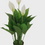 الصورة المصغرة: Decorative Artificial Spathiphyllum 3 Flower