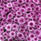 थंबनेल: Chrysanthemum Button Bi-Pink (25 Stems)