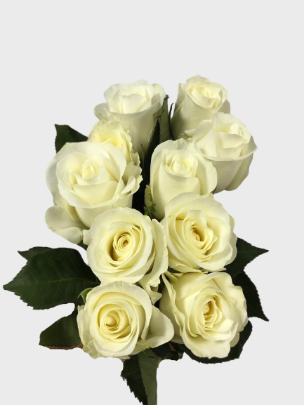 थंबनेल: Rose White ( 10 Stems)