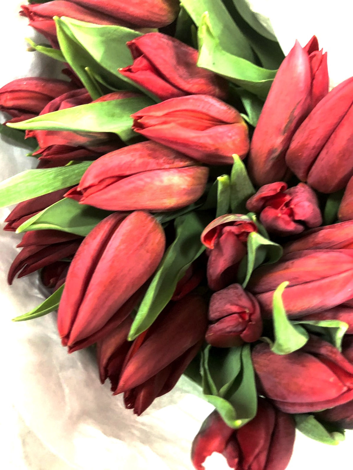 Tulip Red