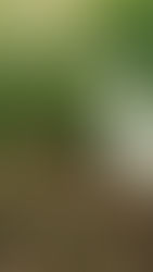 Design Series - The Duck House