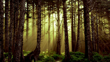 Using  deep learning to monitor India's disappearing forest cover
