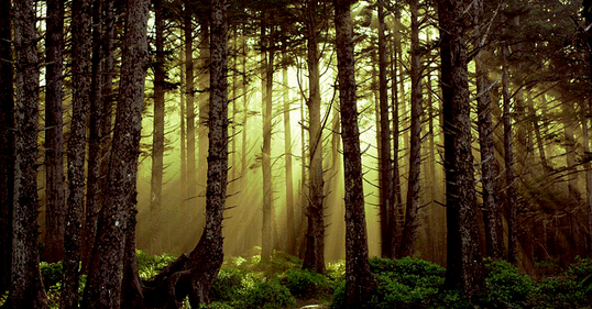 Using  deep learning to monitor India's disappearing forest cover