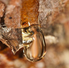 Balsam fir resin pic