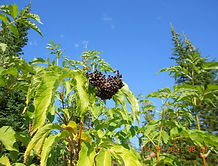 elderberry branch n berries