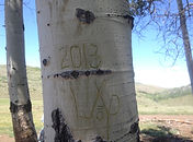 signature in cottonwood tree trunk Sacred Salve Company