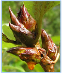 SSC cottonwood bud