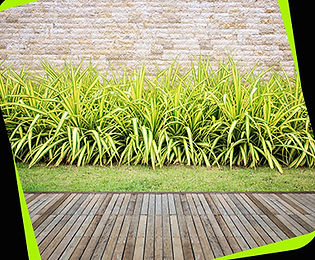Landscape Solution about and services