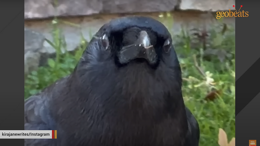 GeoBeats-Sharkey.png