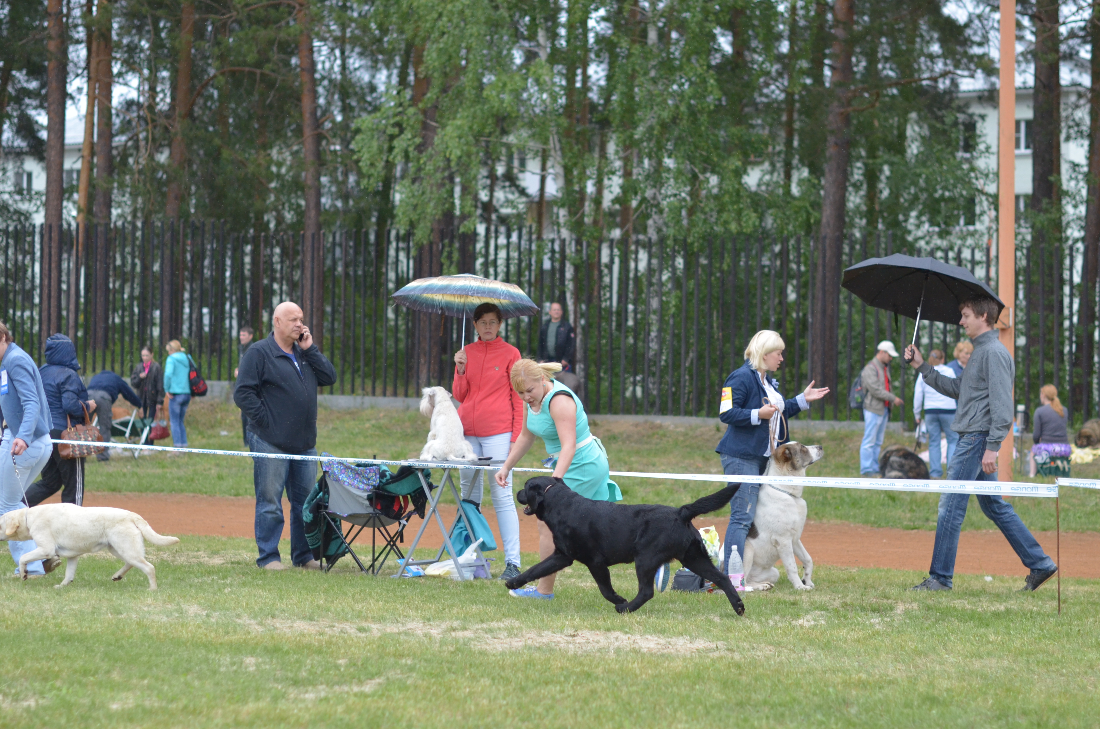 Чемпионат РКФ 12.06.2016