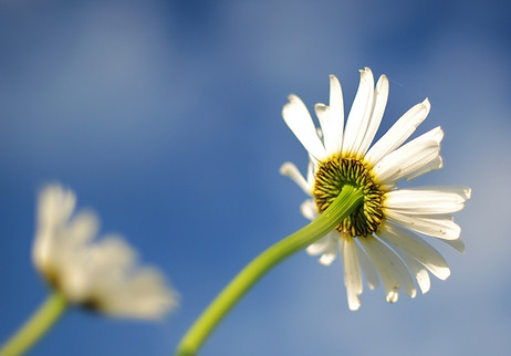 allergy, asthma, immunology, los angeles, jonathan corren, martha galvan, monika saeedian