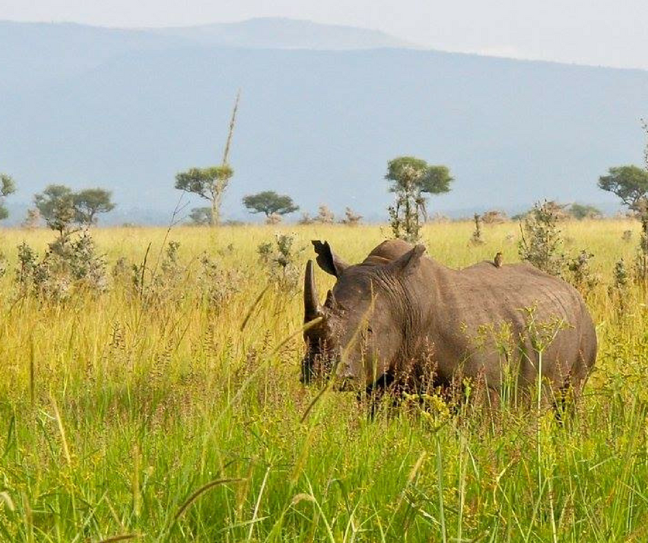 Wildlife
