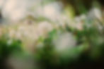 Des Moines, Adel Photographer-2507.jpg