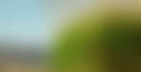 A Summer Morning in Lehi