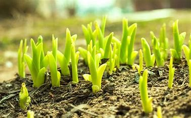 Biotech Consolidating and Green Shoots In Time for Spring