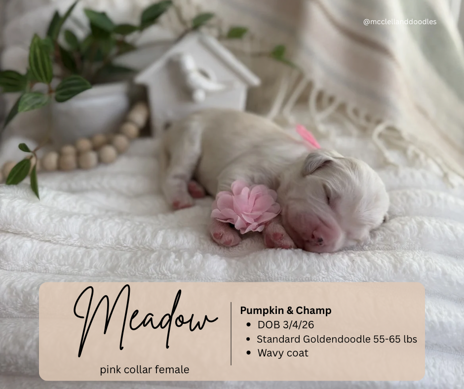 Your paragraph text (10)