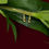 Thumbnail: aura big gold plated earrings close view