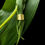 Thumbnail: minimal flat ring gold plated close view