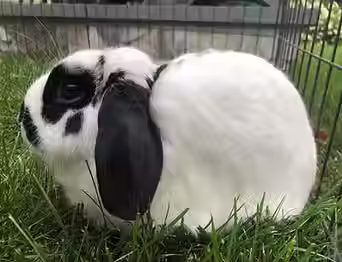 Duke the Rabbit's Photo