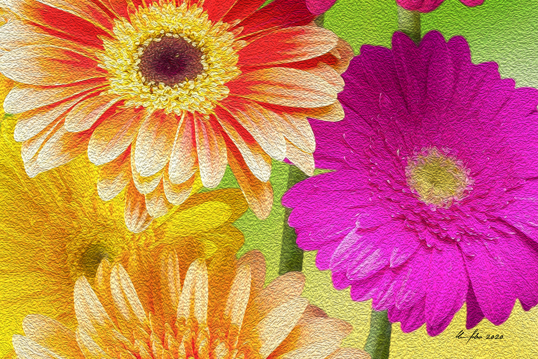 Colorful Daysies Macro