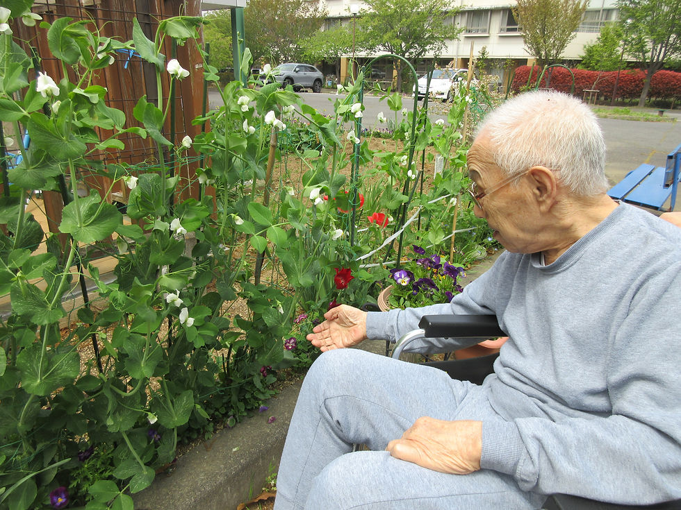 エンドウ豆の花もたくさん咲き、少しずつお豆が出来始めています。