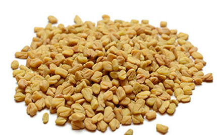 Clean, golden fenugreek seeds (methi) for export and food use