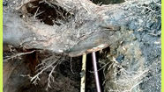 Extreme Treekeeping Co.- Balkan Plumbing- HLArb CA Inspection