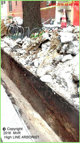 NY City Tree Sidewalk Curb Repair Consulting Arborist Inspection Major Root Face Perspective