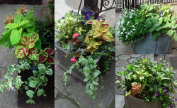 Chelsea Street Entry Court Planters