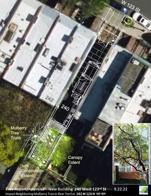 Jorge Arias Architecture Treekeeping  new building impact to neighbor's tree Manhattan 