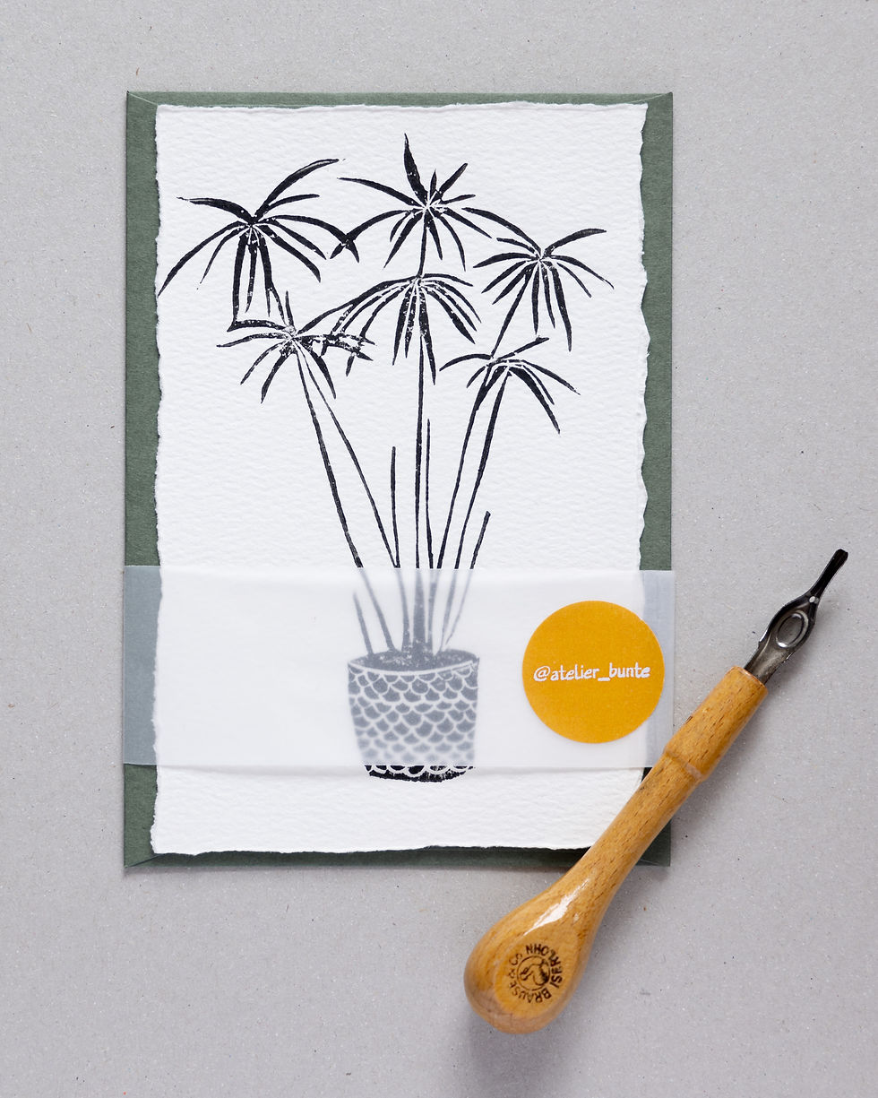 Miniaturbild: Karte "Cyperus alternifolius" (A6)