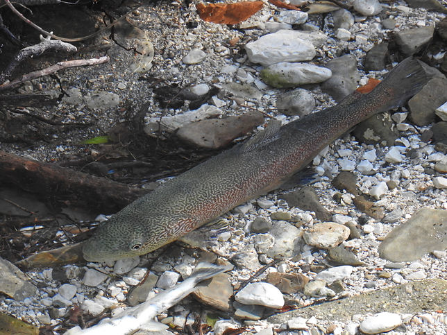 marble trout salmo marmoratus slovenia