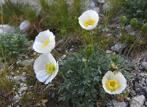 papaver alpinum ssp. ernesti-mayeri slovenia