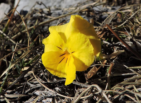 Viola zoysii slovenia