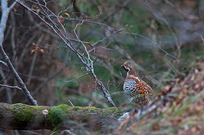 hazel grouse bonasa bonsia slovenia