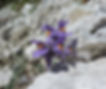Linaria alpina slovenia