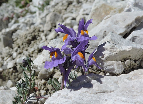 Linaria alpina slovenia
