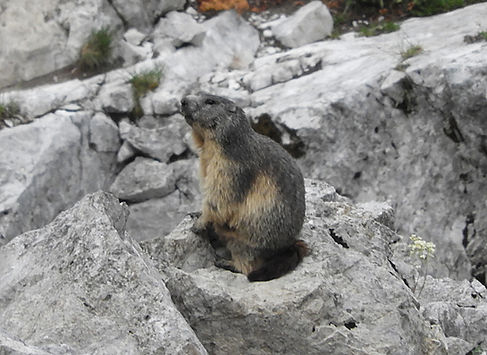 alpine marmot marmota marmota slovenia