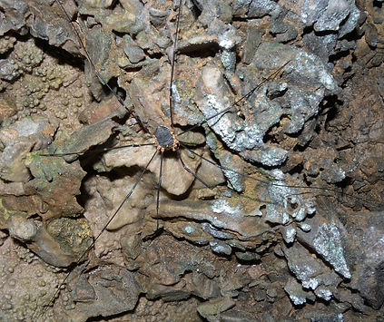 opiliones slovenia