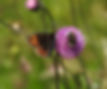 erebia stirius slovenia