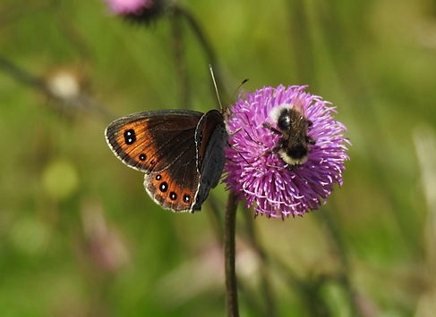 erebia stirius slovenia