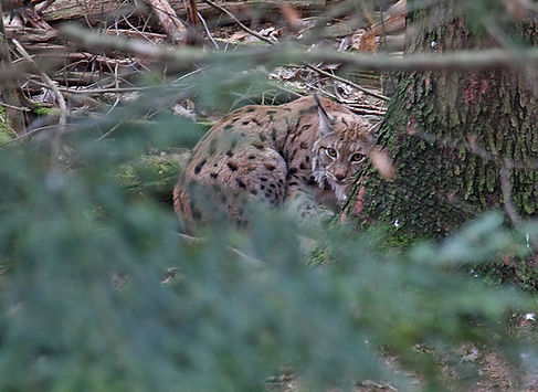 lynx slovenia