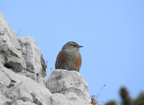 alpine accentor prunella collaris slovenia