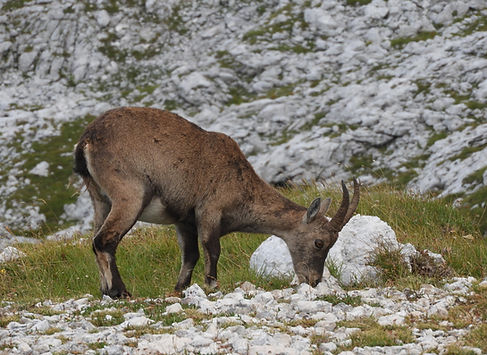DSCN5863 Capra ibex.JPG