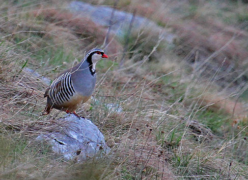 rock partridge alectoris graeca slovenia