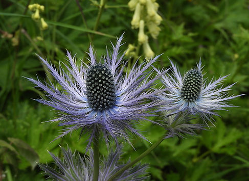 Eryngium alpinum slovenia